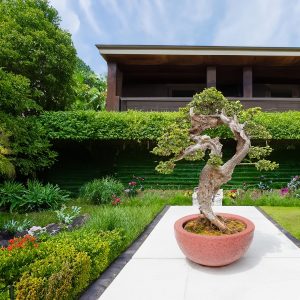 Büyük Beton Bonsai Saksısı - 60Litre - 60x60x30cm