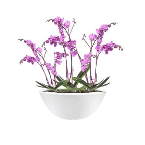 Elho - PURE SOFT OVAL 50cm - BEYAZ Saksı