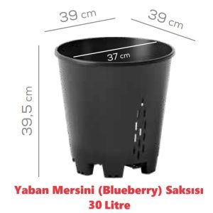 Yaban Mersini - Blueberry Saksısı 30 Litre - 100 Adet