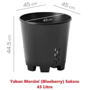 Yaban Mersini - Blueberry Saksısı 45 Litre - 100 Adet